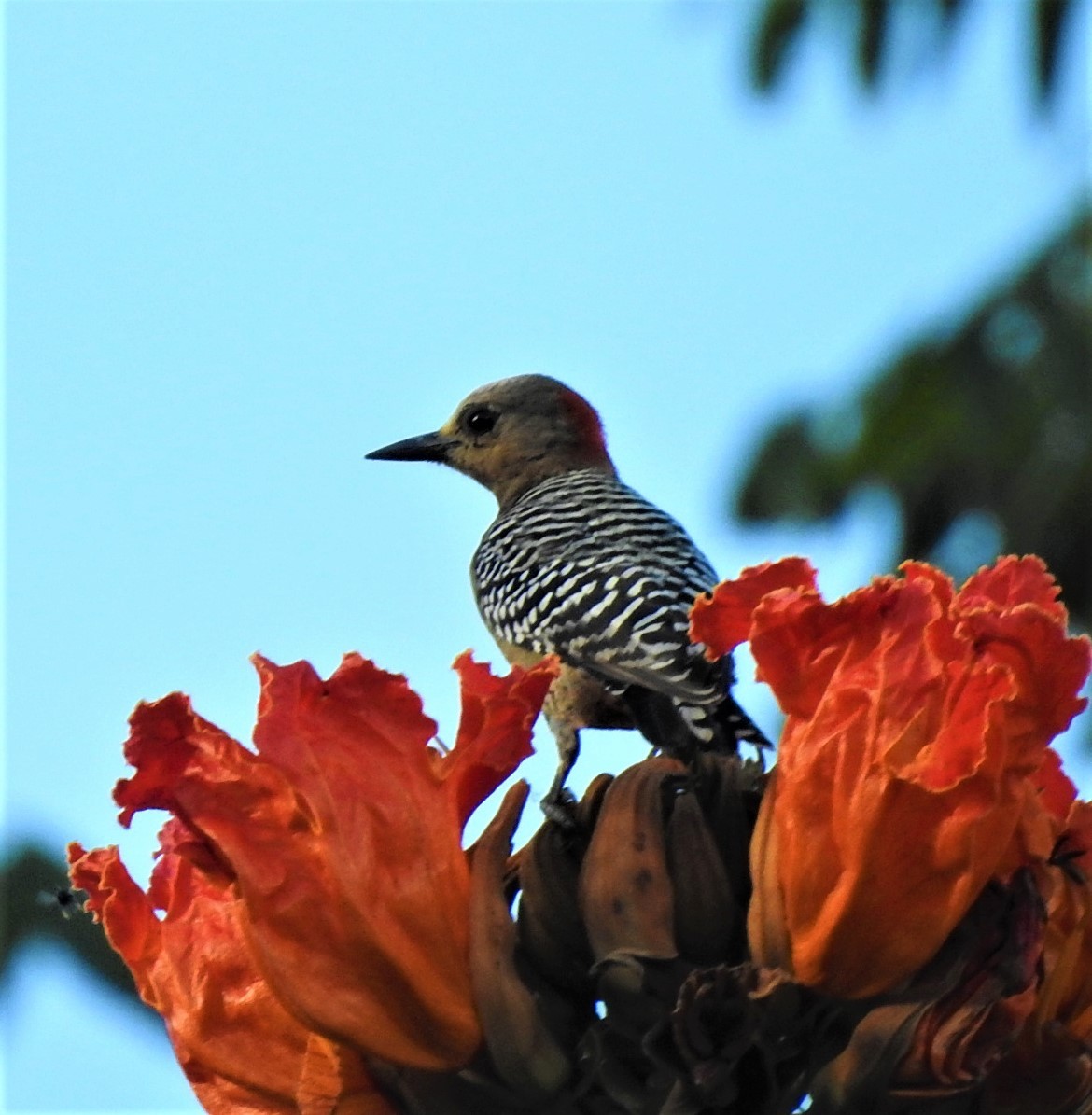Red-crowned Woodpecker - Jin Park