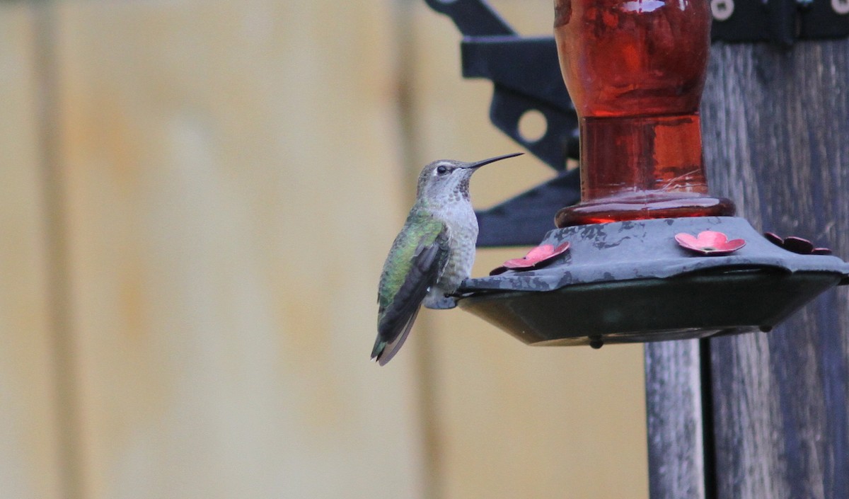 Anna's Hummingbird - Tom Beeke