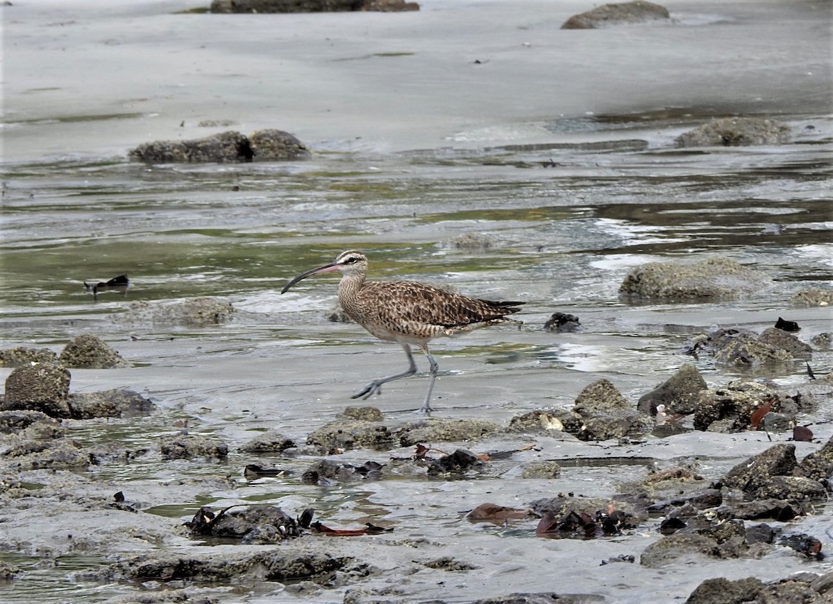 Regenbrachvogel - ML374110551