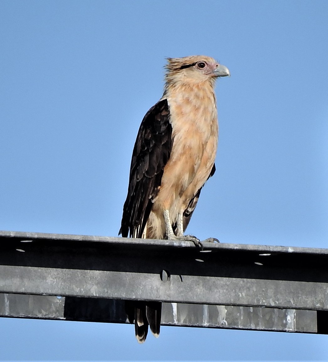 Caracara à tête jaune - ML374110841