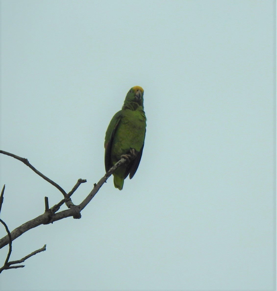 キビタイボウシインコ - ML374111261