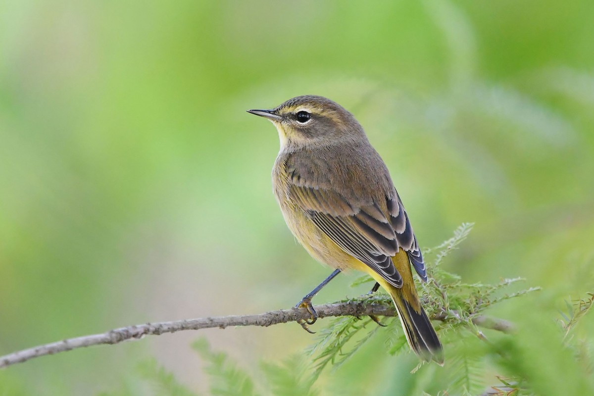 Palm Warbler - ML374111341