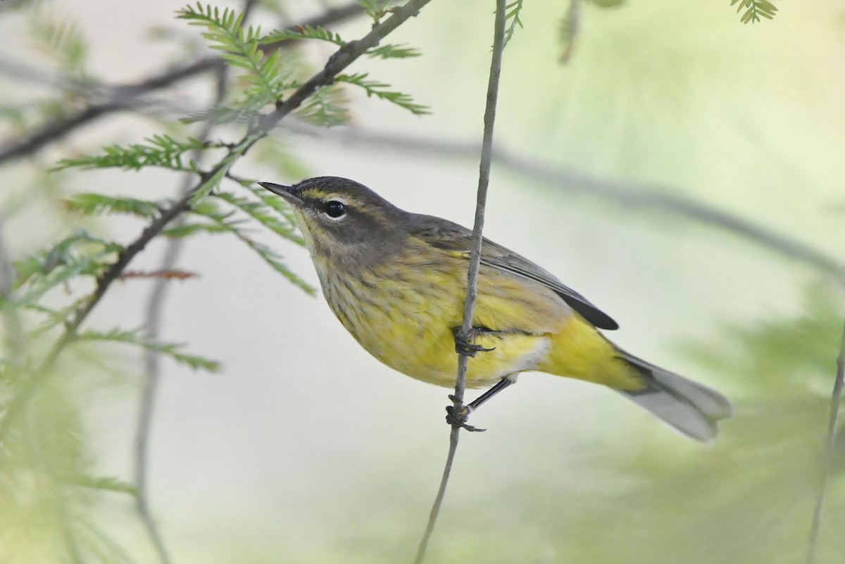 Palm Warbler - ML374111361