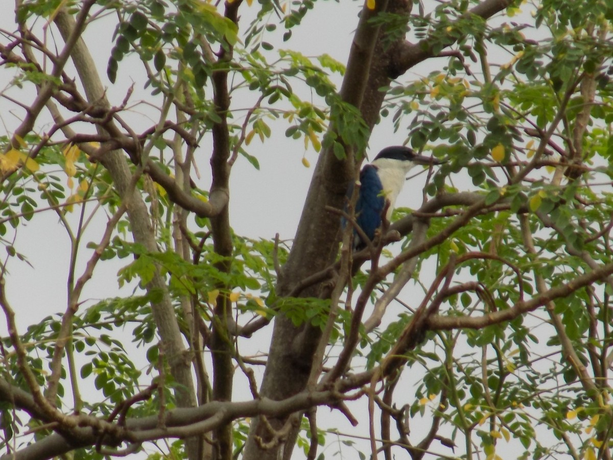 Collared Kingfisher - ML37411171