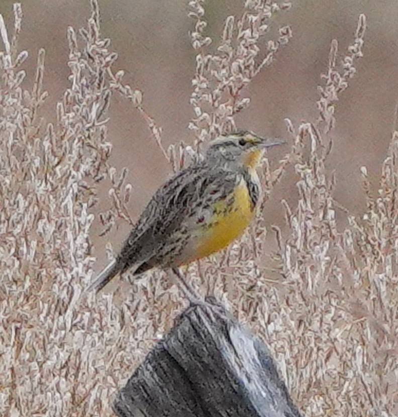 Western Meadowlark - ML374113001