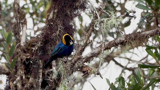 Yellow-scarfed Tanager - ML374113641