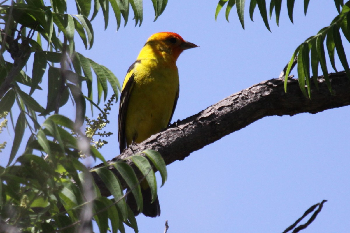 Western Tanager - ML374115361