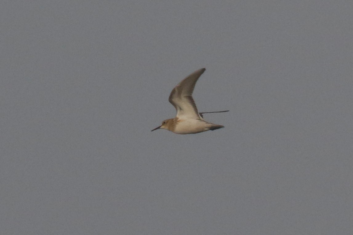 Baird's Sandpiper - mario balitbit