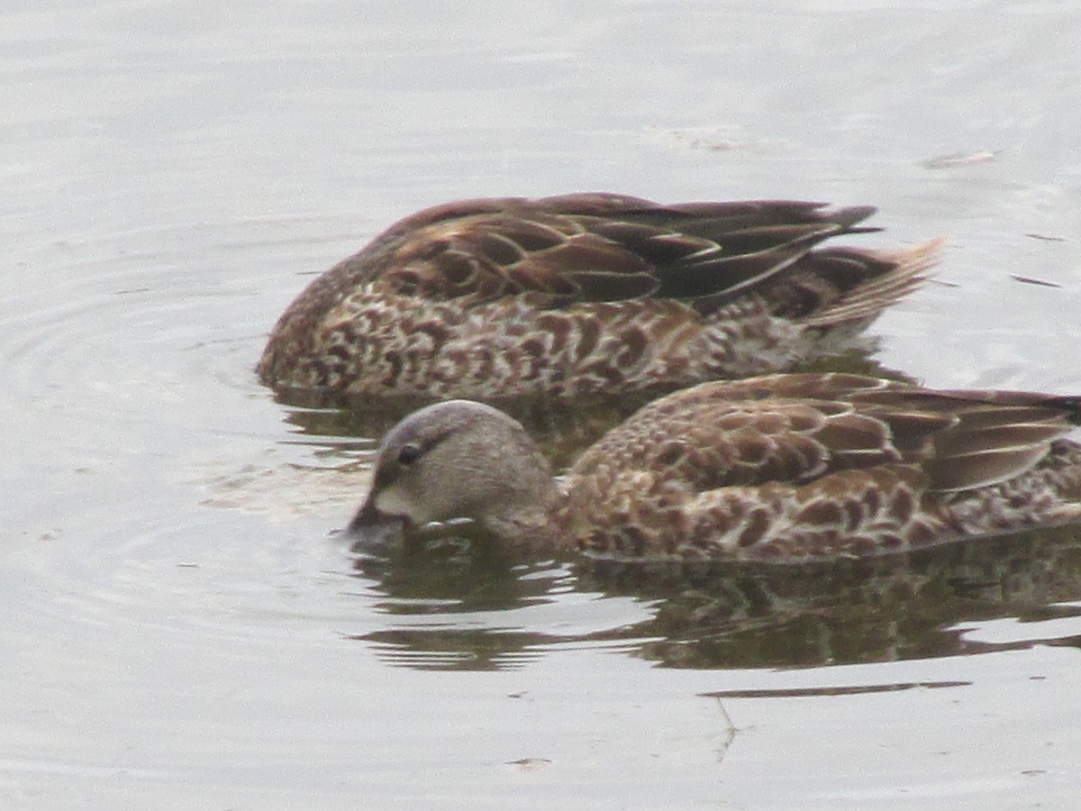 Blue-winged Teal - ML37411811