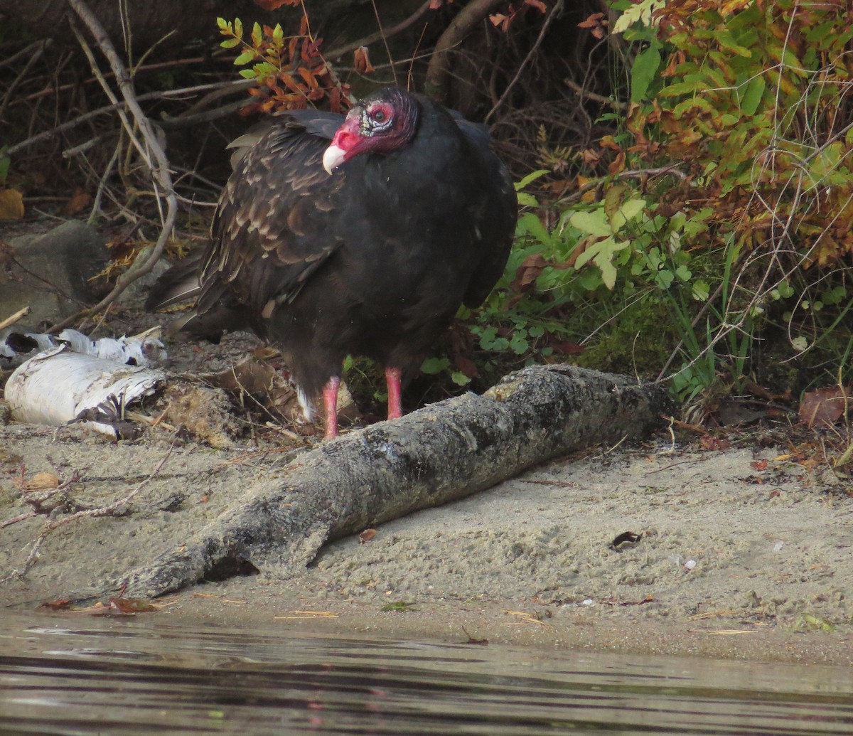 Turkey Vulture - ML374118381