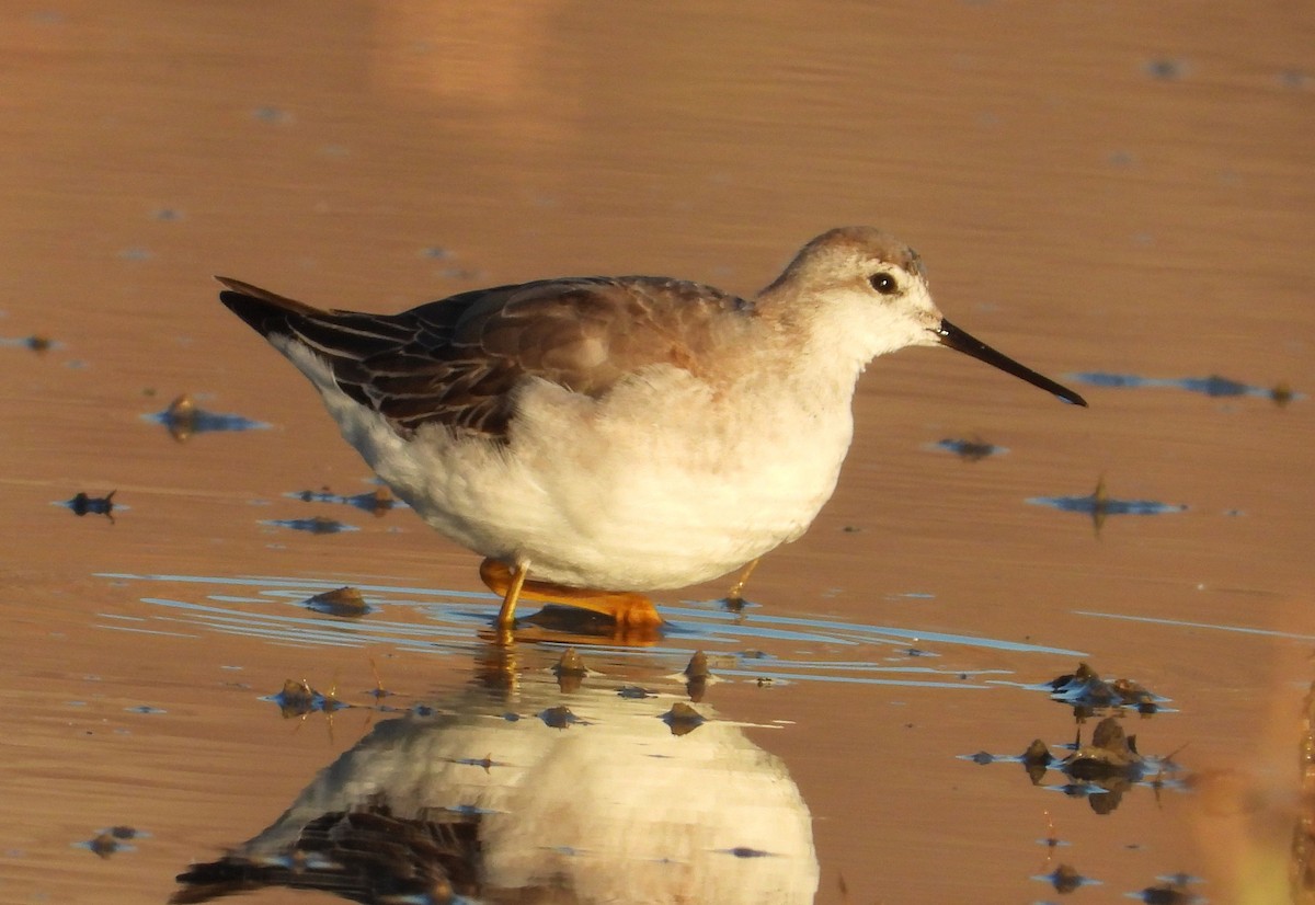 Falaropo Tricolor - ML374119331