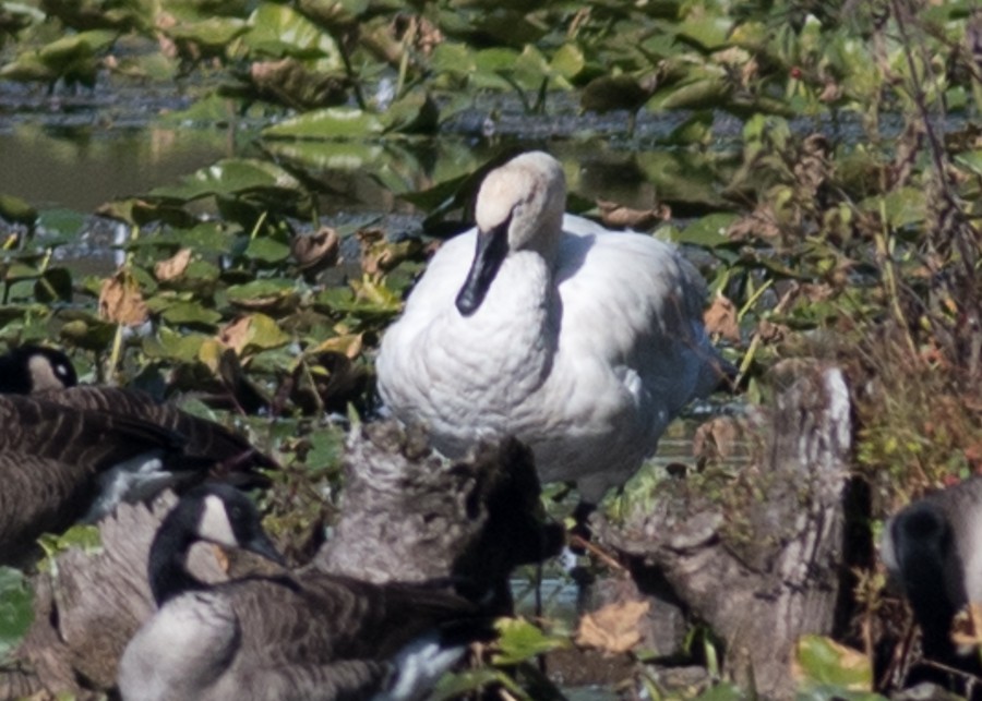 Trumpeter Swan - ML374119371