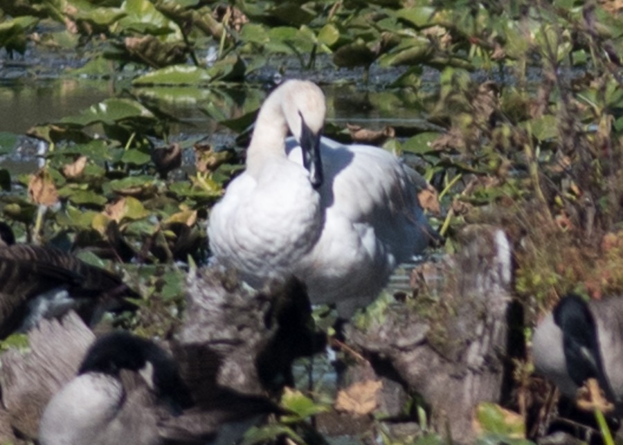 Cygne trompette - ML374119391