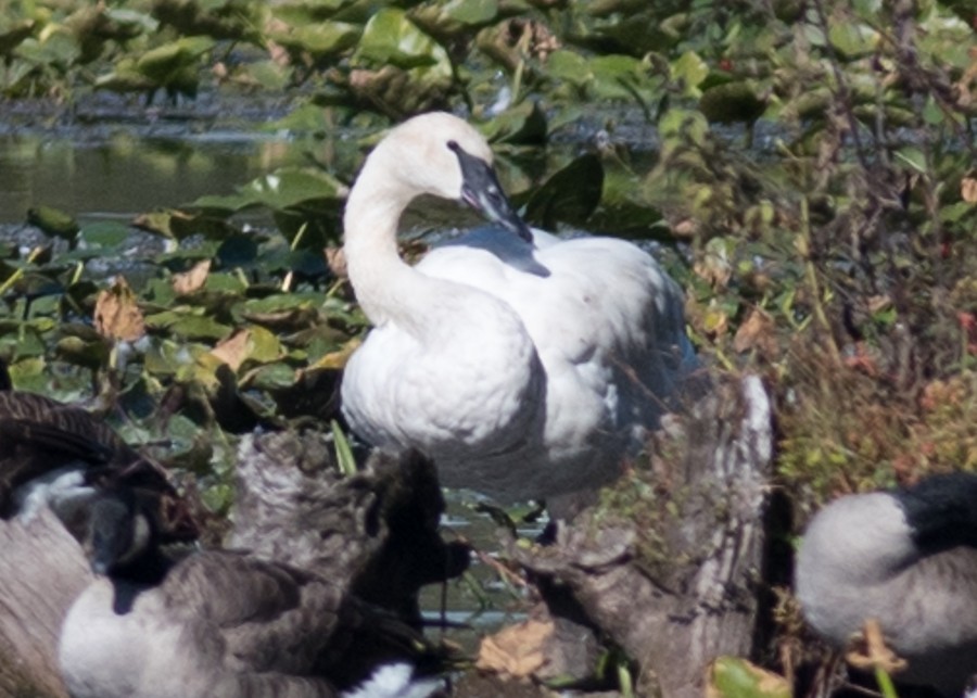 Trumpeter Swan - ML374119401