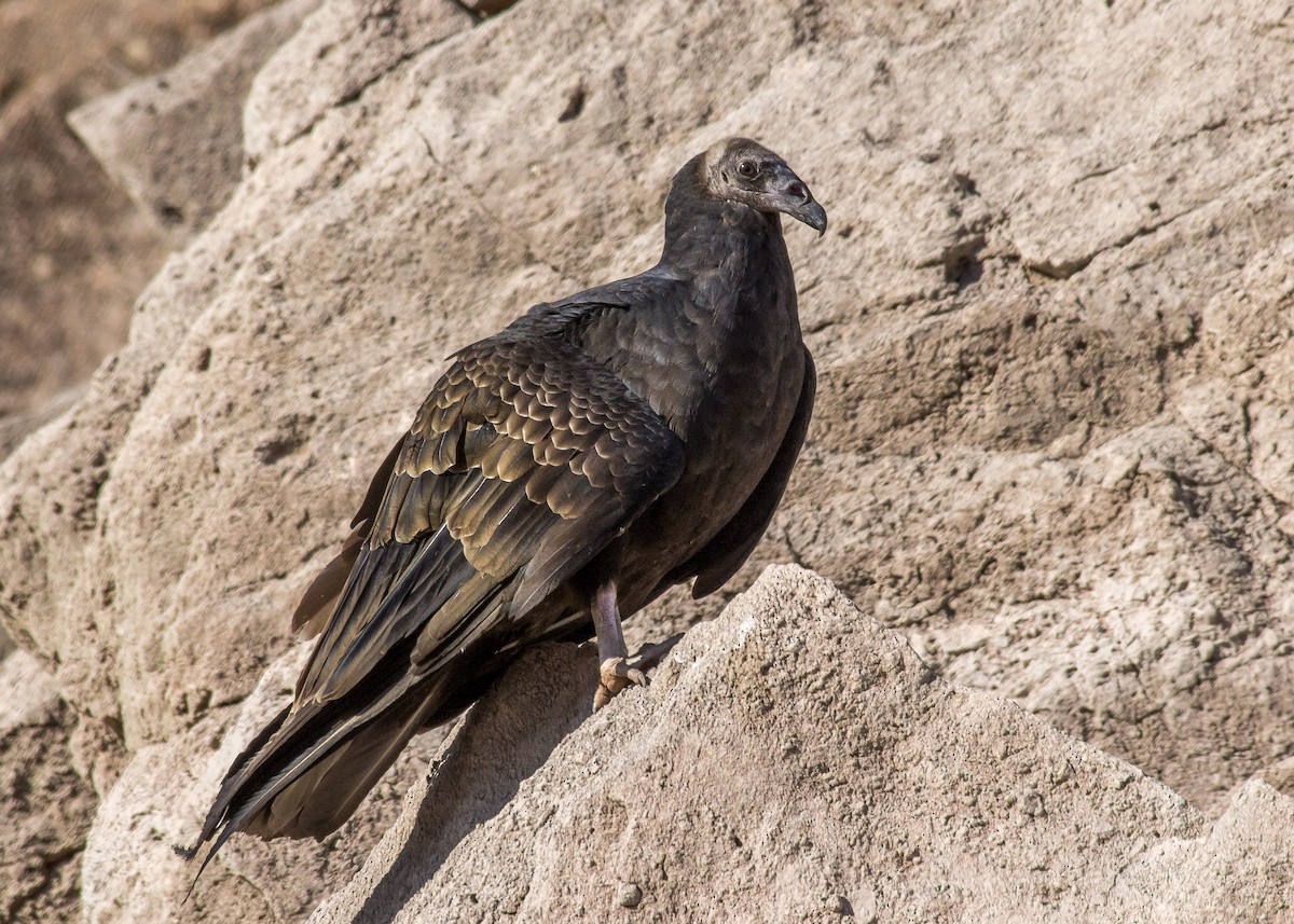 Turkey Vulture - Matthew Pendleton
