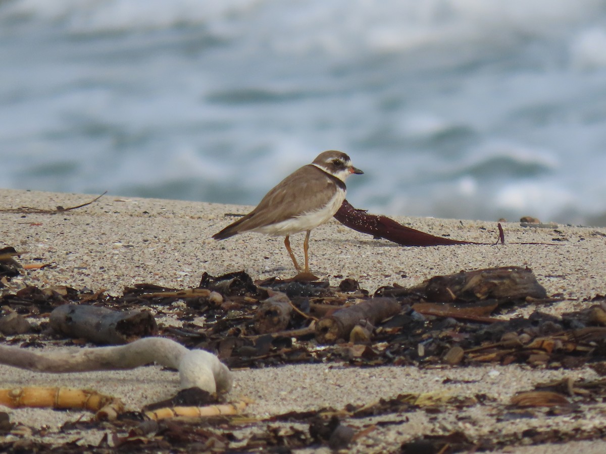 Semipalmated Plover - ML374122841