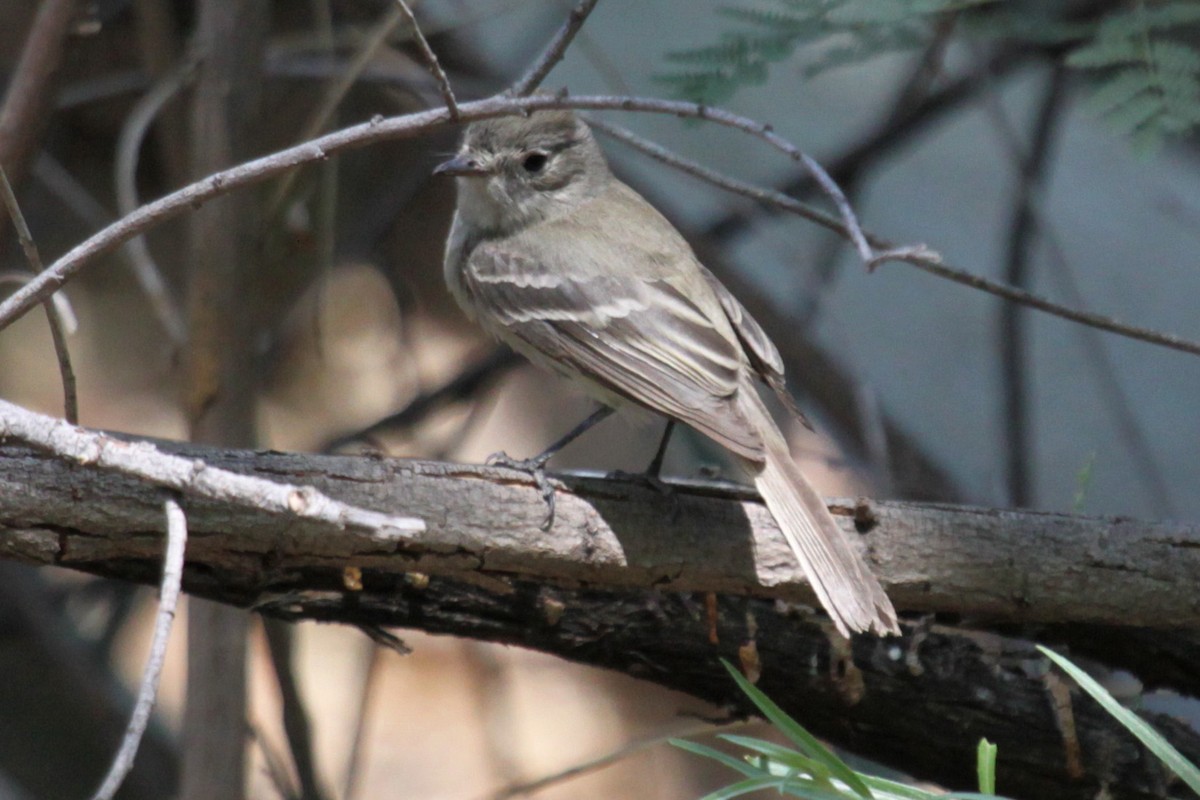 Dusky Flycatcher - ML374123421