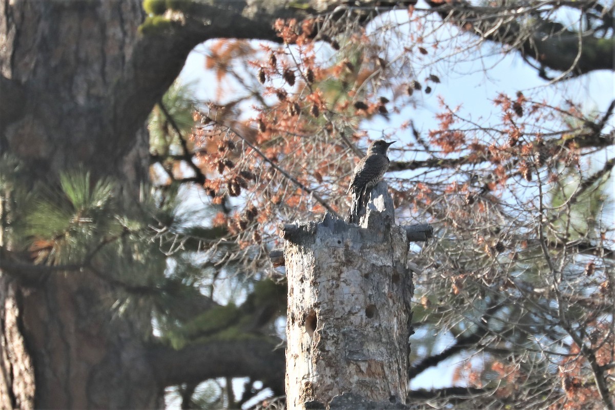 Northern Flicker - ML374123711