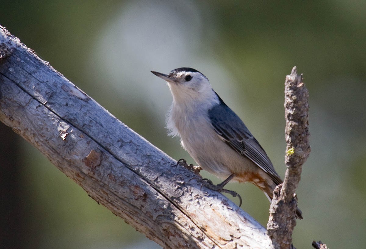 White-breasted Nuthatch - ML37412411