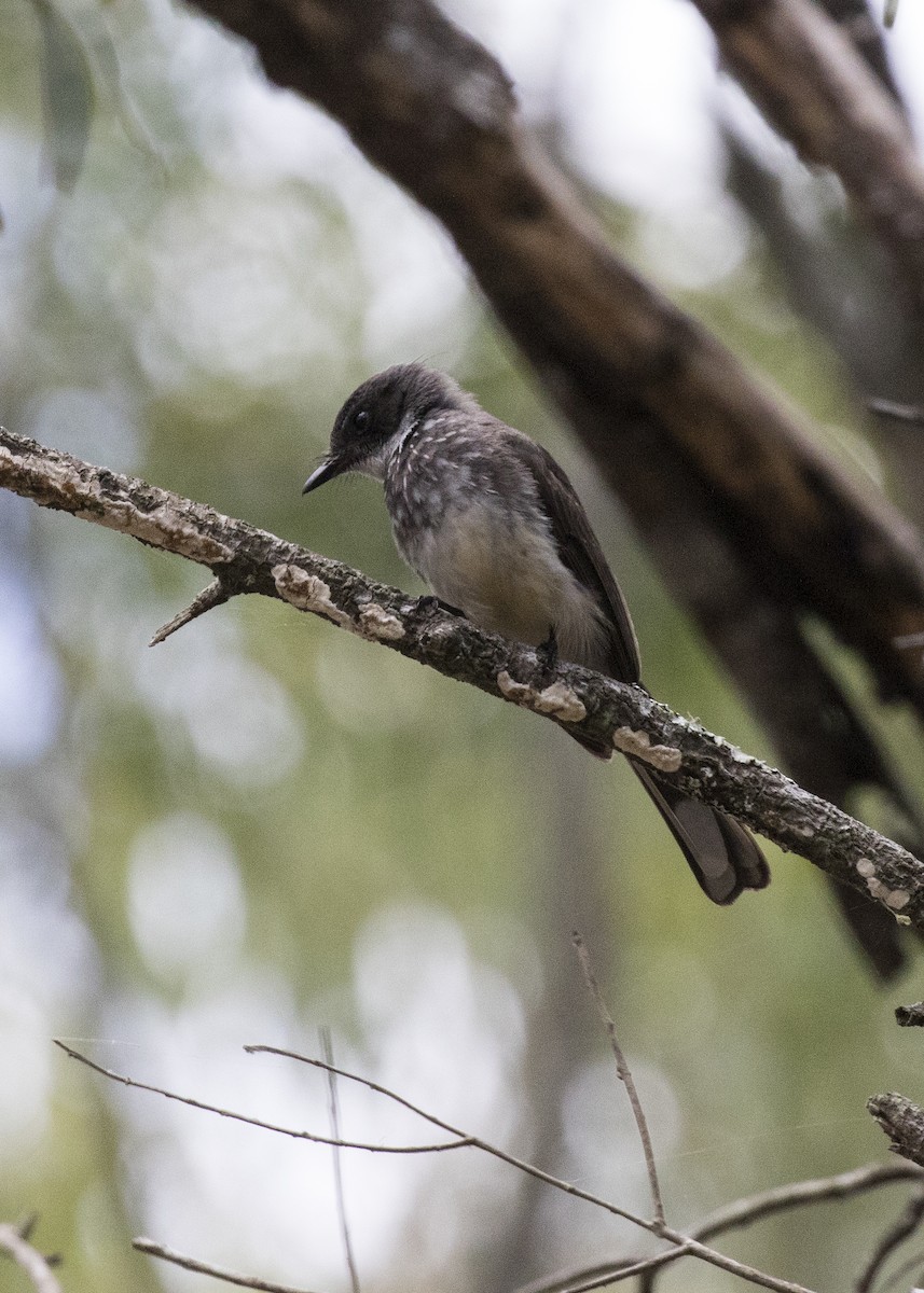 Australian Rufous Fantail - ML374126691