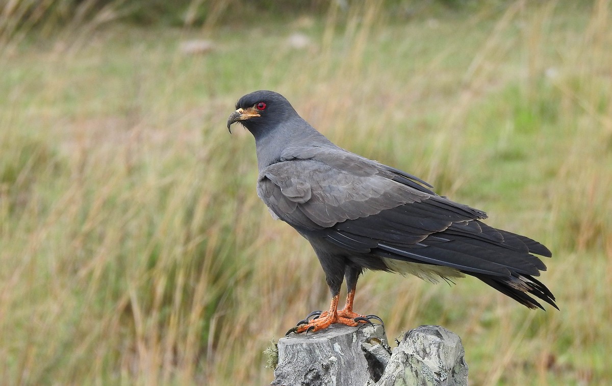 Snail Kite - Aves-del-Taragüí/ SabinaDeLucca