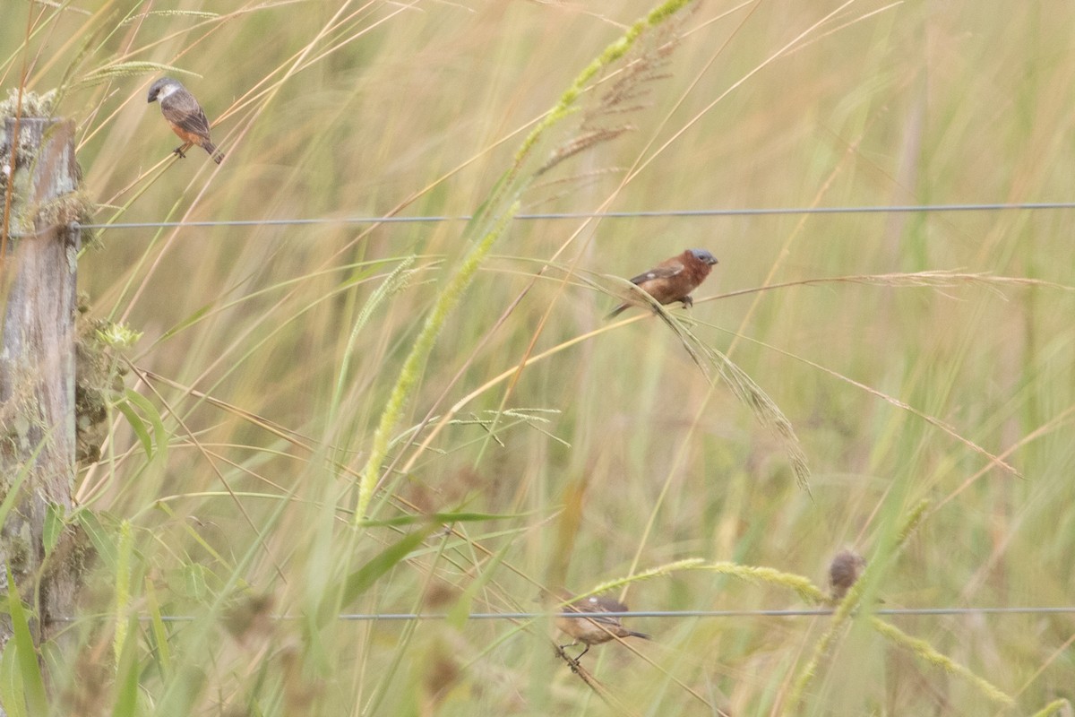 Chestnut Seedeater - Daniela Zaffignani