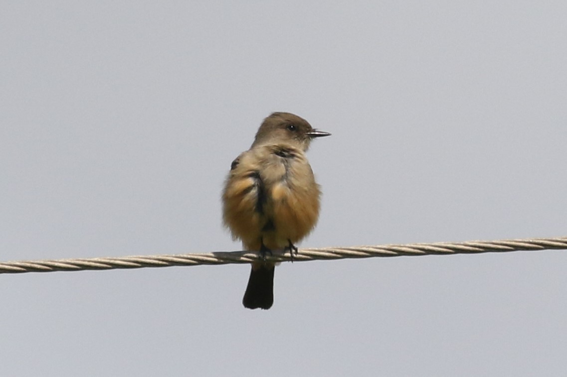 Say's Phoebe - ML37412751