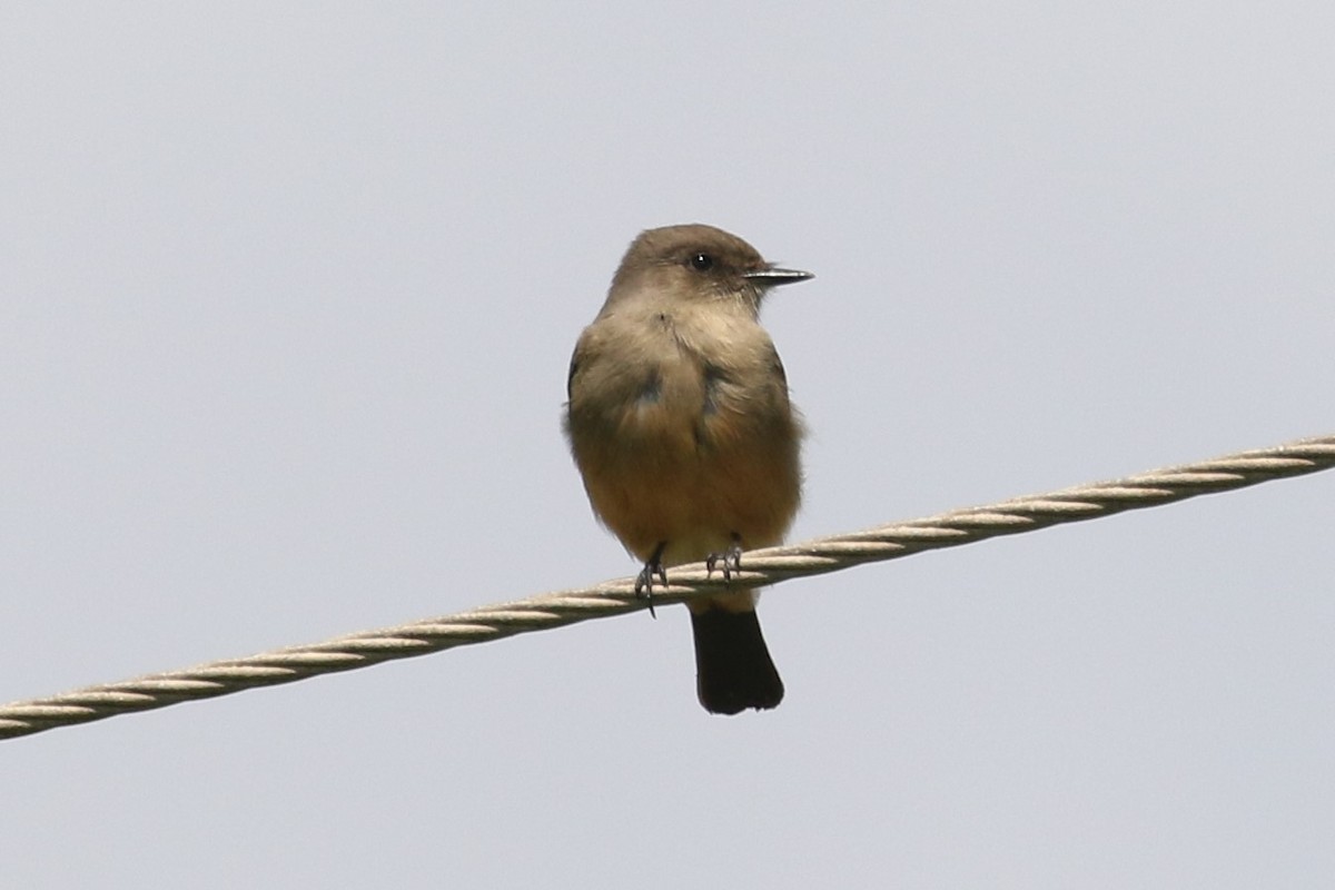 Say's Phoebe - ML37412761