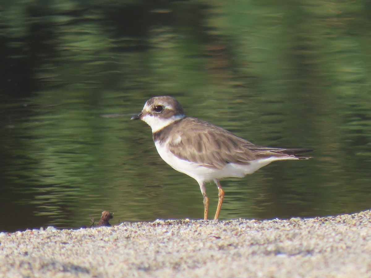 Semipalmated Plover - ML374130961