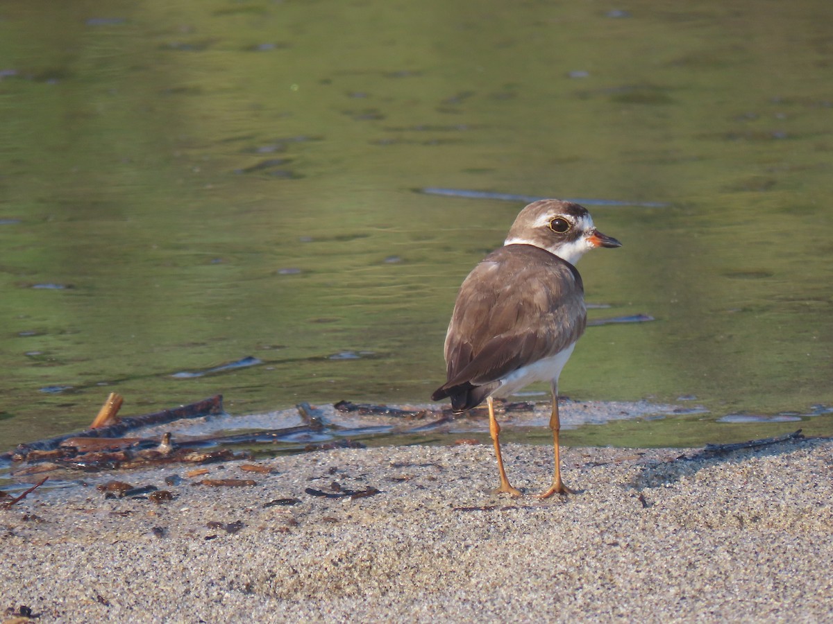 Semipalmated Plover - ML374130971