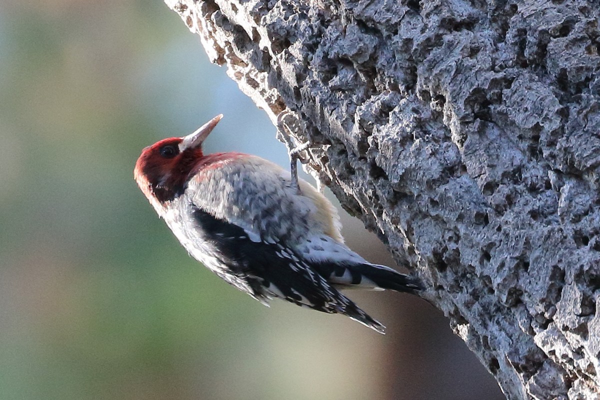 Red-breasted Sapsucker - ML374133451