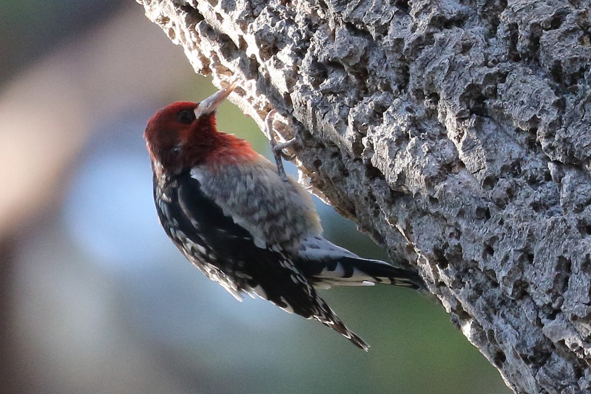 Red-breasted Sapsucker - ML374133641