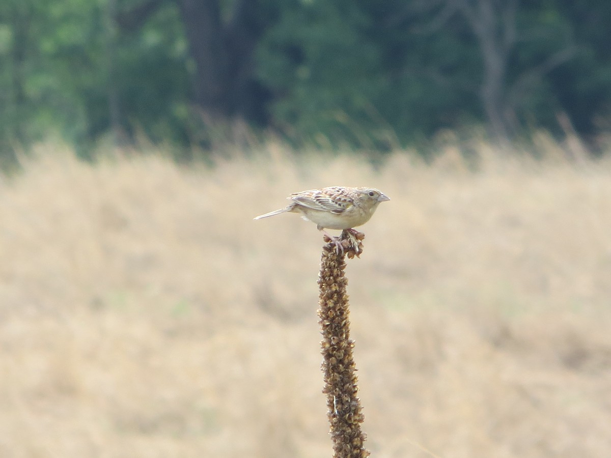 Grasshopper Sparrow - ML37413581