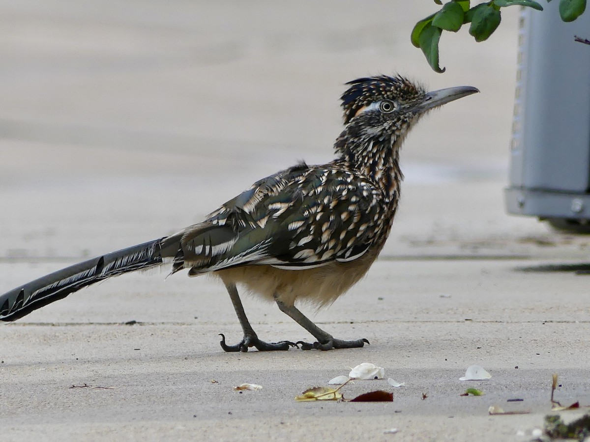 Greater Roadrunner - ML374136941