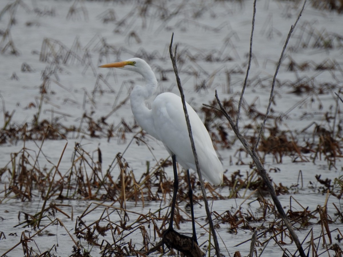 Great Egret - ML374137291