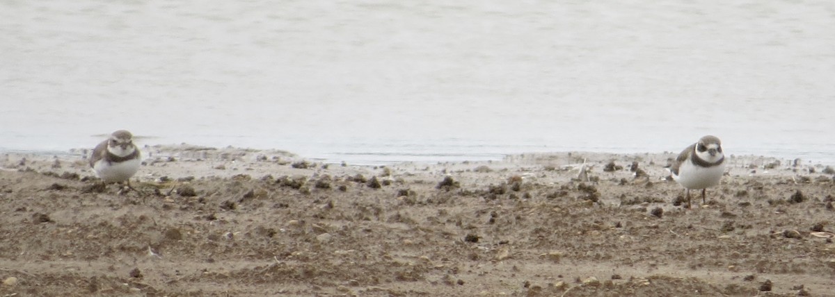 Semipalmated Plover - Vickie Buck