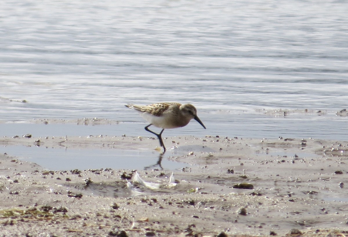 Bergstrandläufer - ML374138541