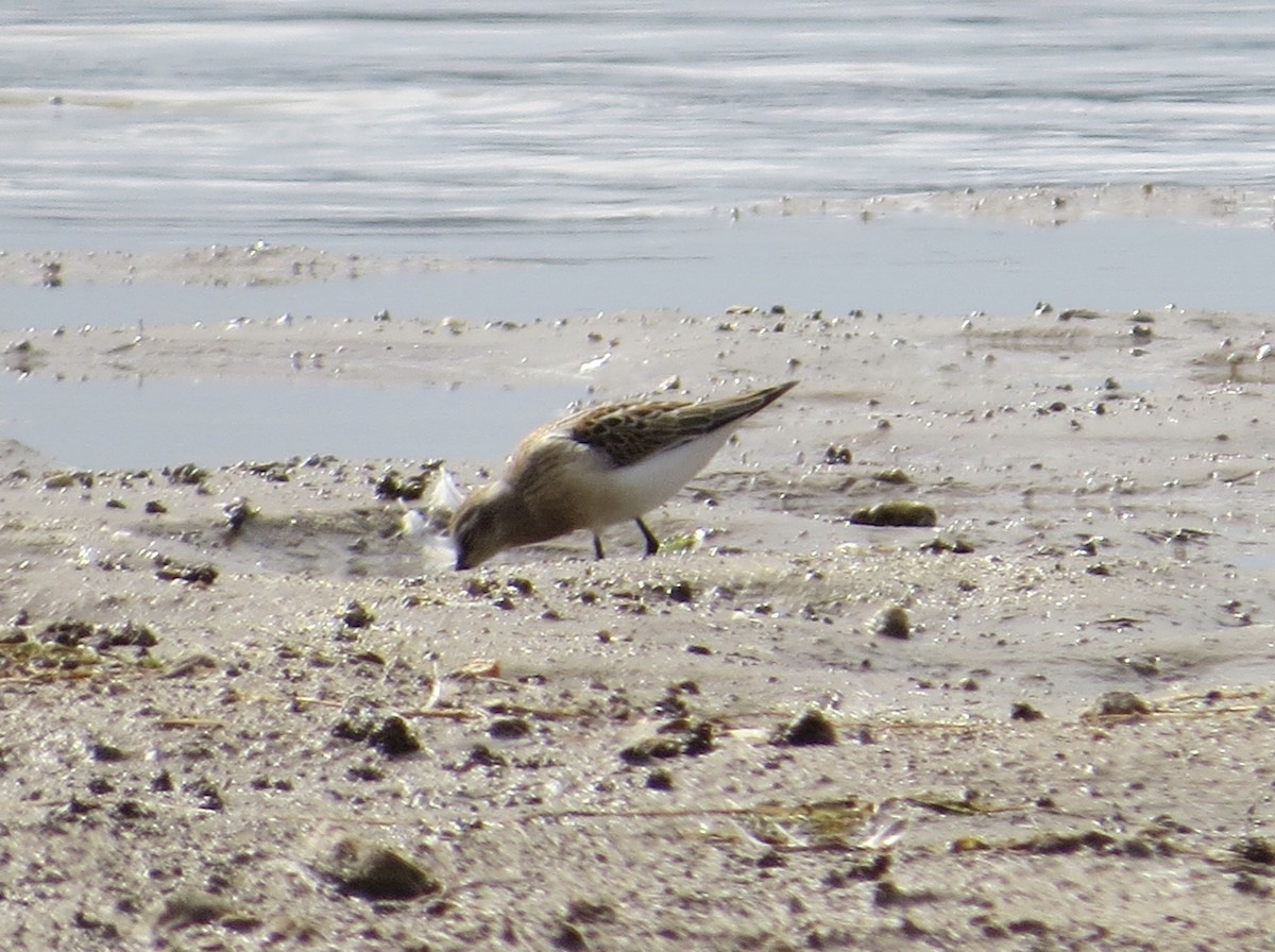 Bergstrandläufer - ML374138721