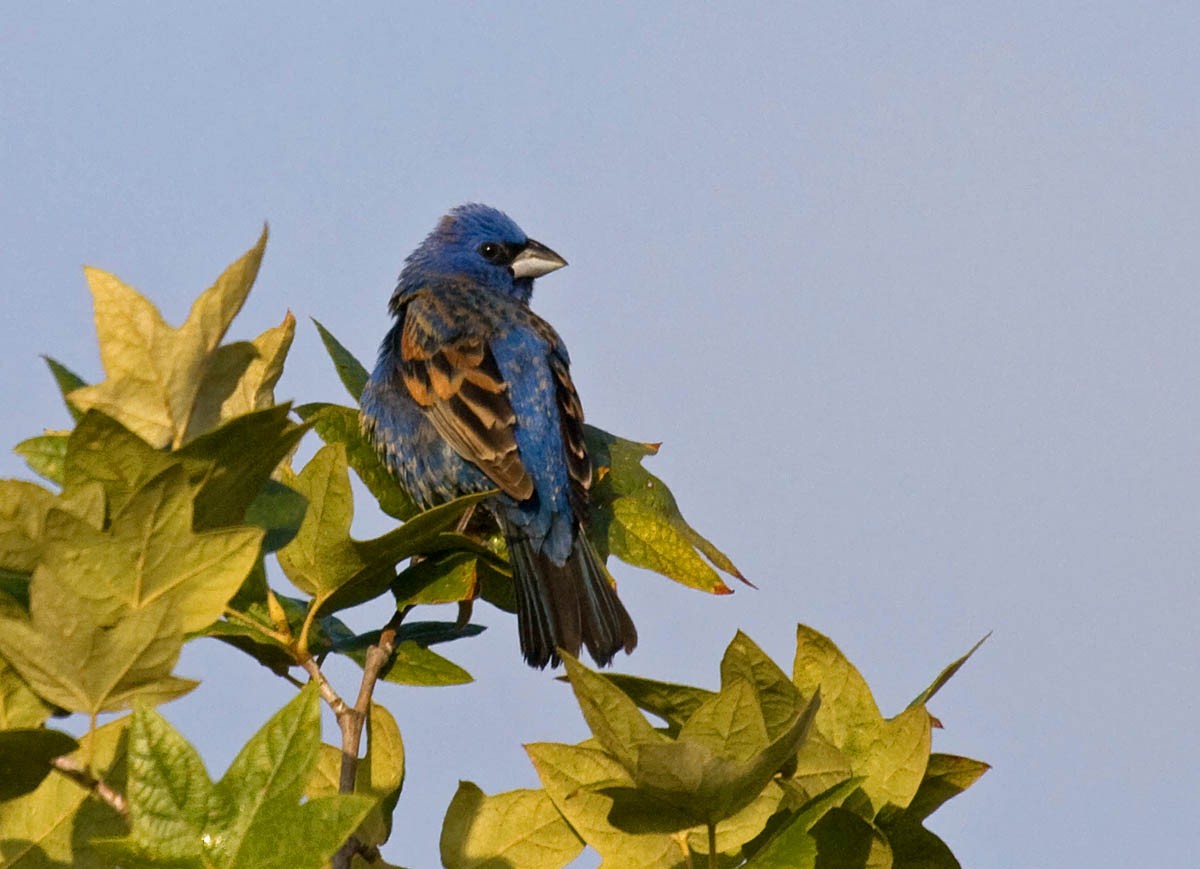 Blue Grosbeak - ML37414031