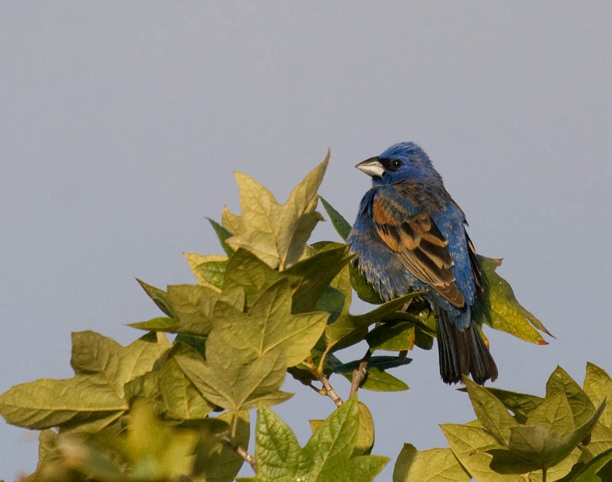 Blue Grosbeak - Greg Gillson