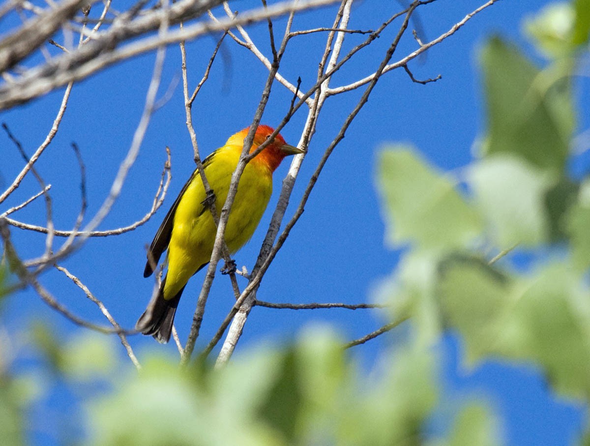 Western Tanager - Greg Gillson