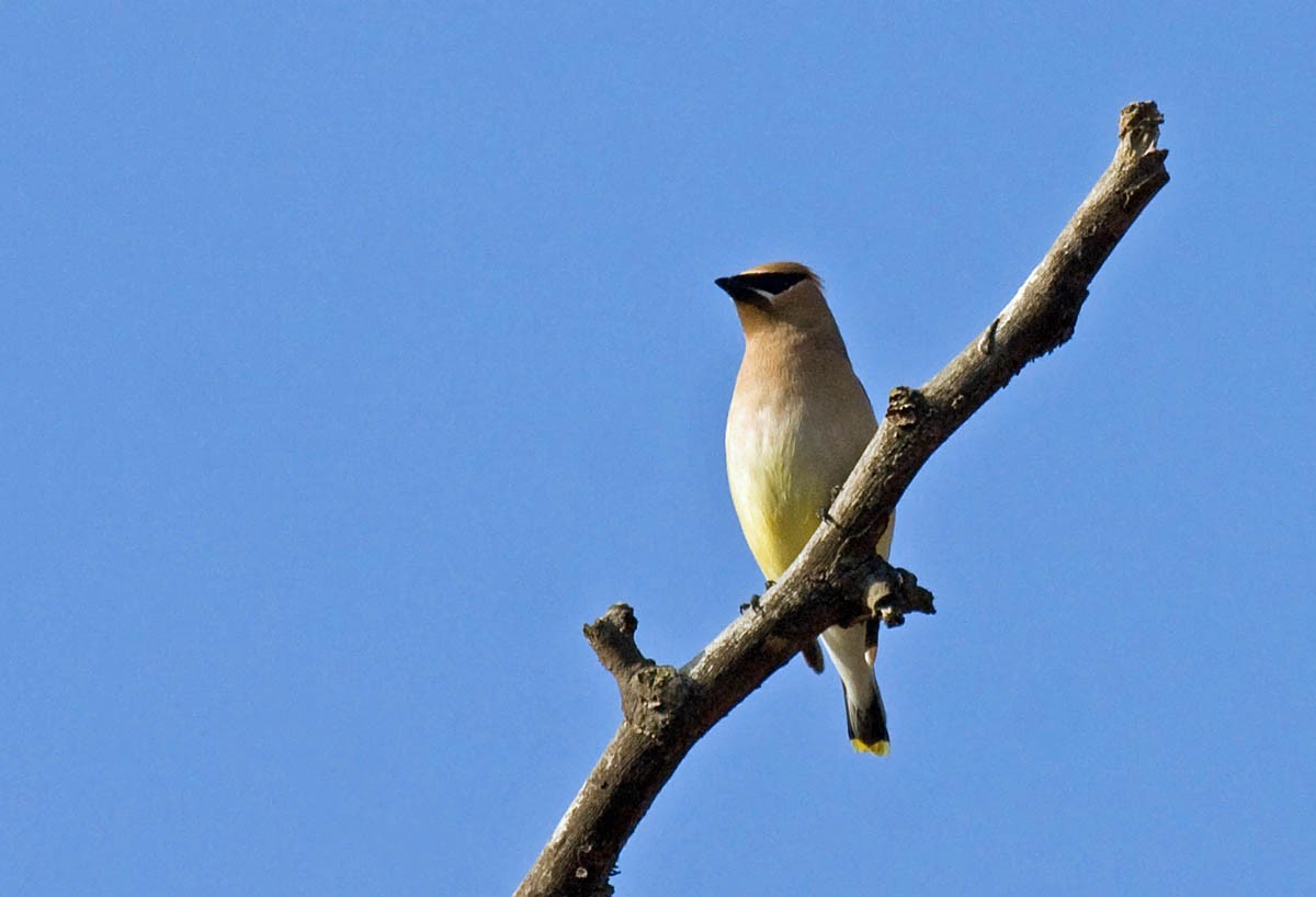 Cedar Waxwing - ML37414081