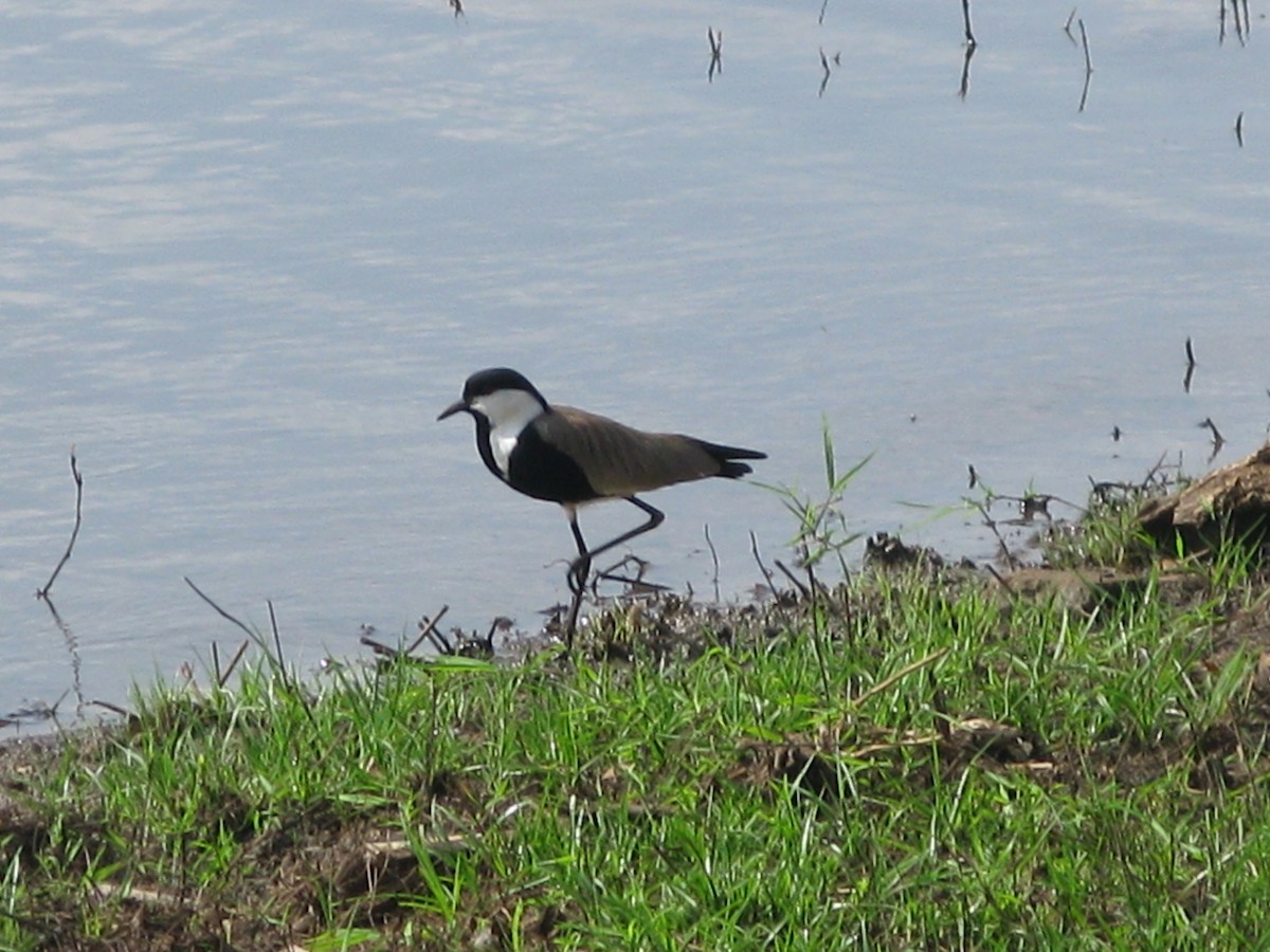 Spur-winged Lapwing - ML374141451