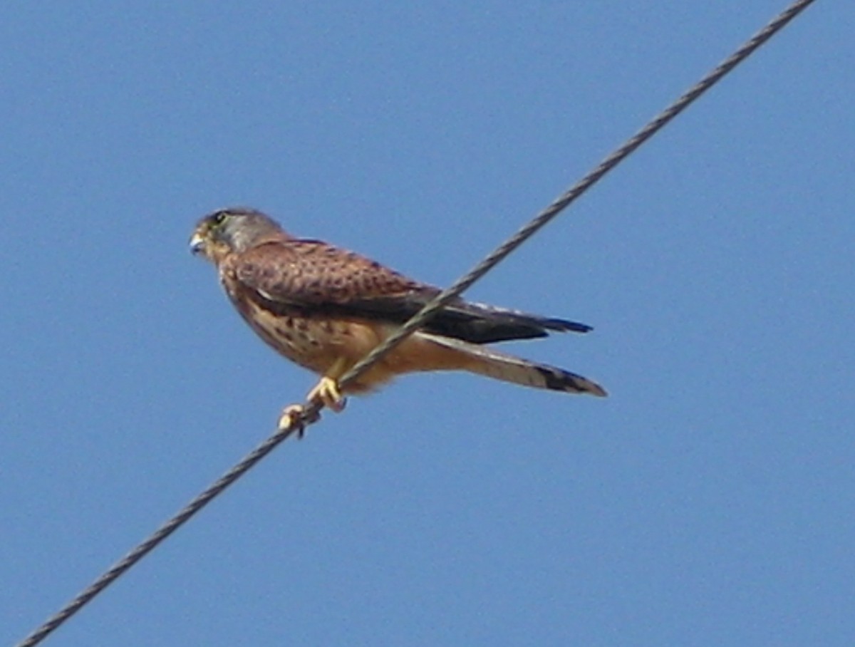 Начин шонхор - ML374141521