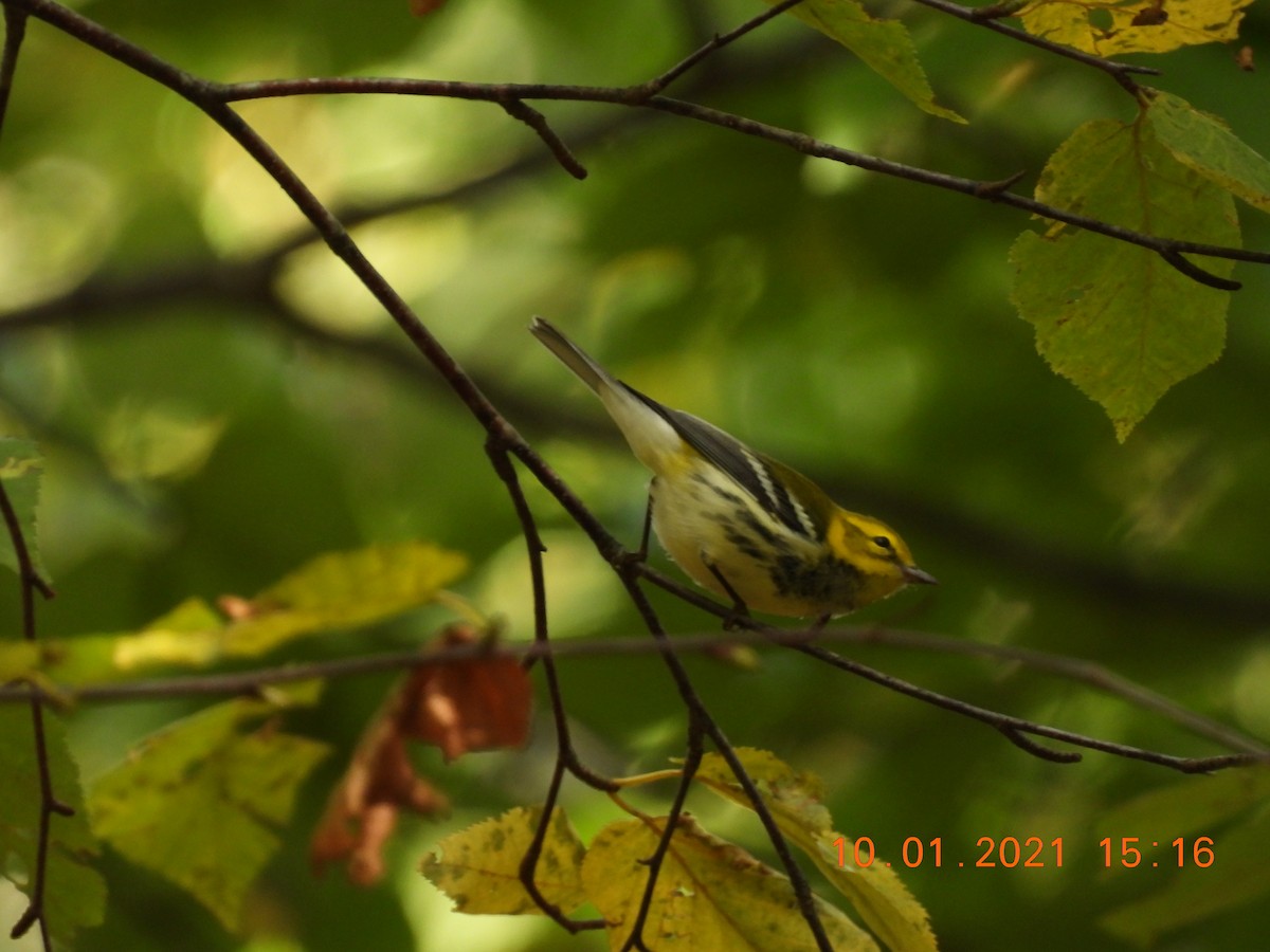 Black-throated Green Warbler - ML374141641