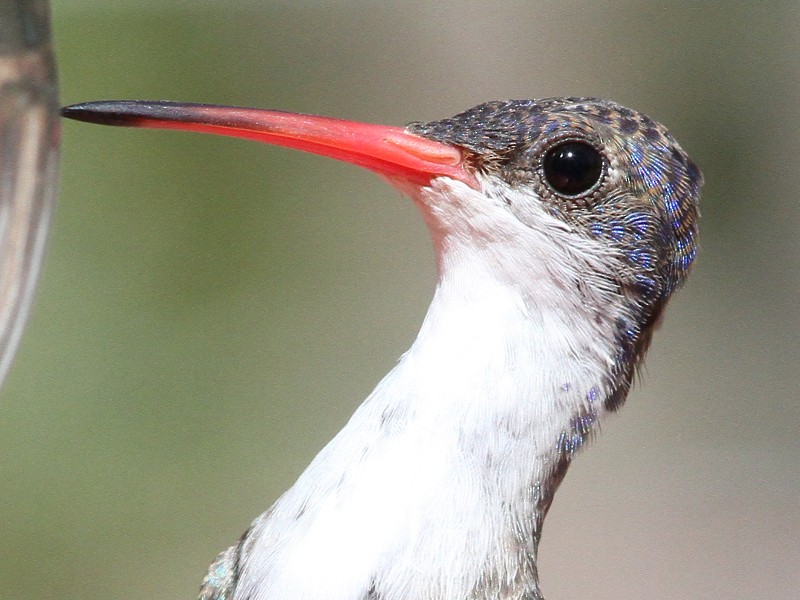 Violet-crowned Hummingbird - ML37414221