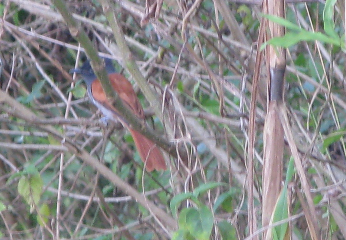 African Paradise-Flycatcher - ML374142211