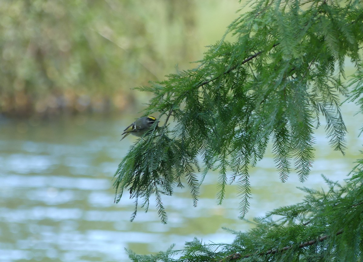 Golden-crowned Kinglet - ML374142221