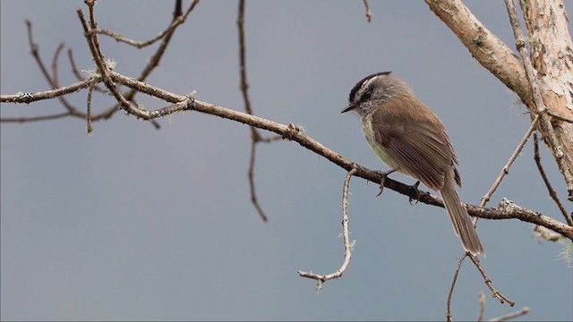 Unstreaked Tit-Tyrant - ML374145031