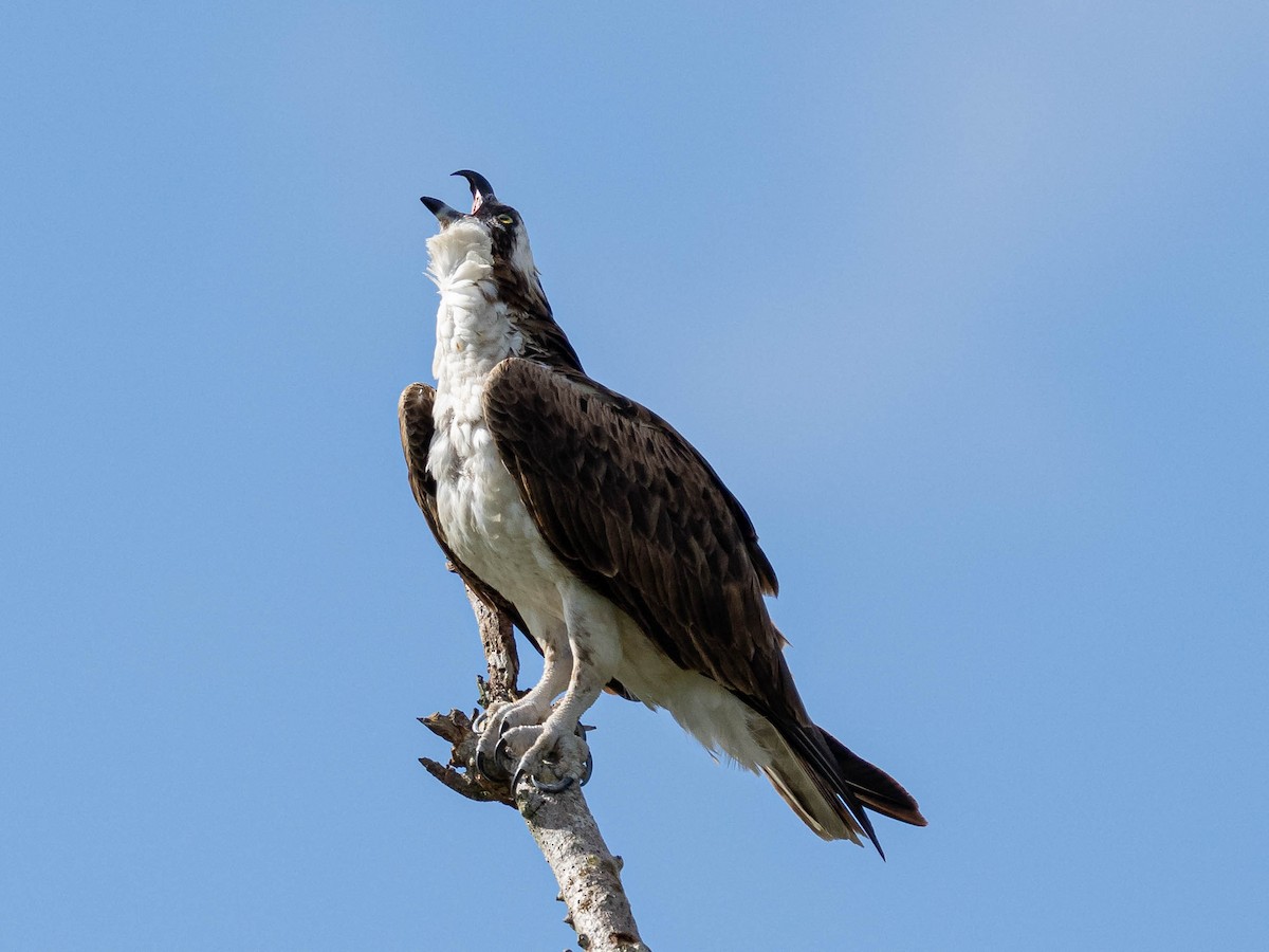 Osprey - ML374149011